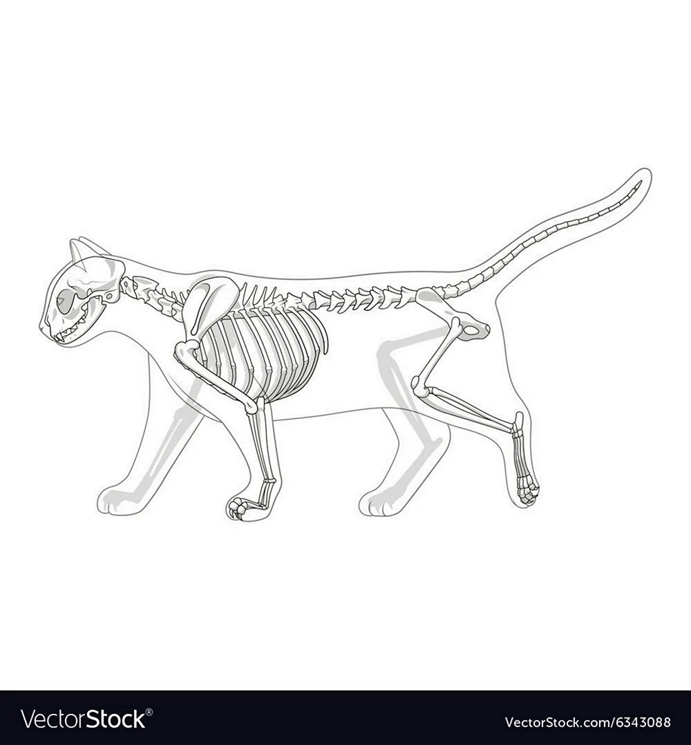 Анатомия кошек Ветеринария скелет
