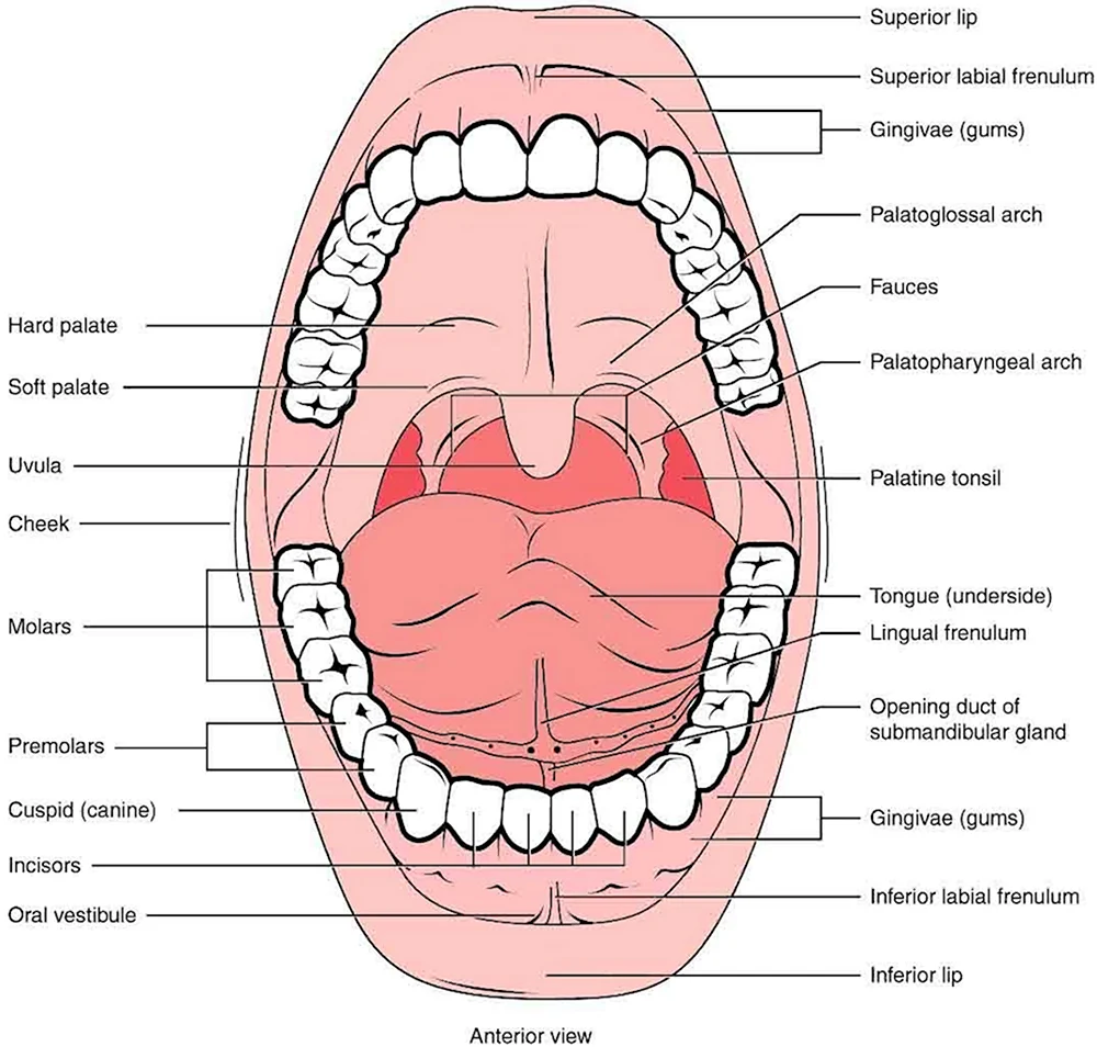 Анатомия полости рта и зубов