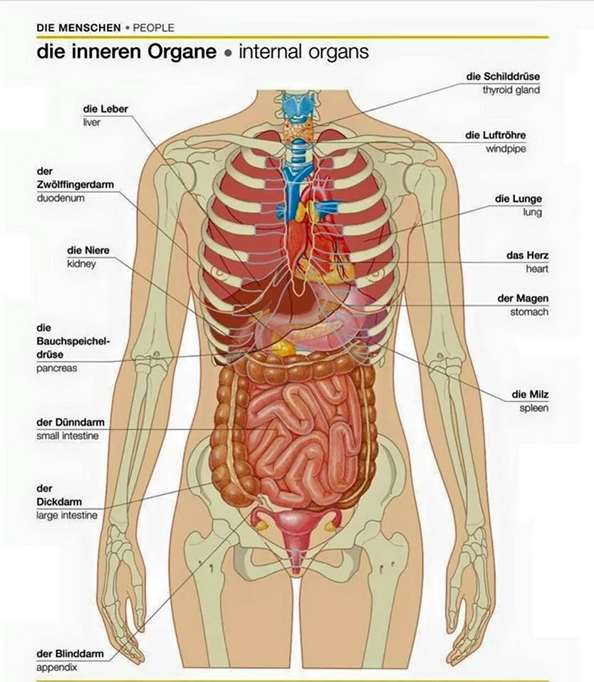Анатомия строения человека внутренние органы