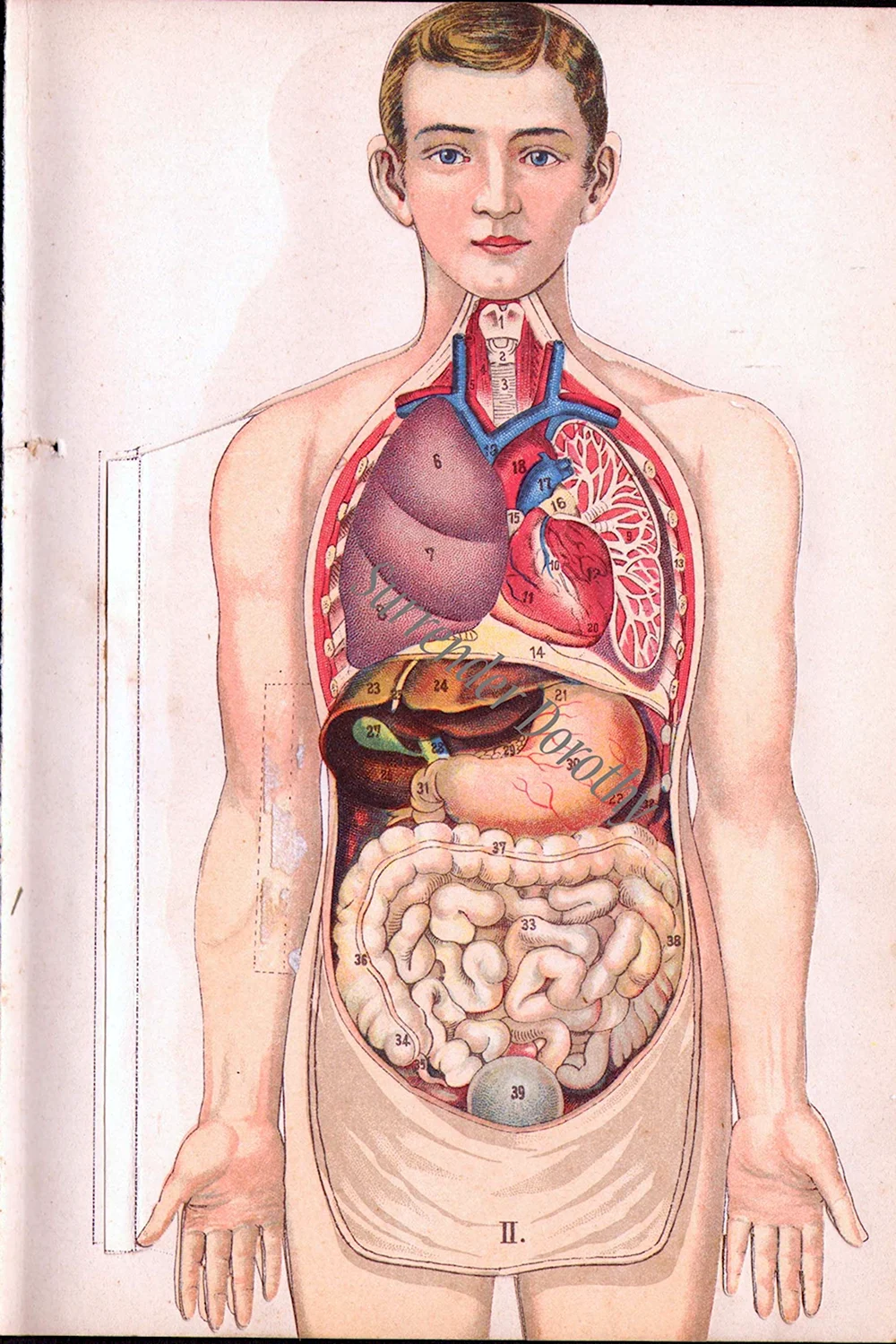 Анатомия тела человека внутренние