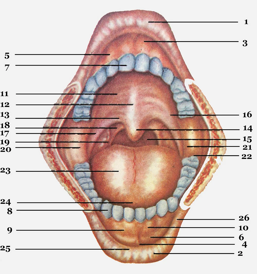 Анатомия твердого неба верхней челюсти