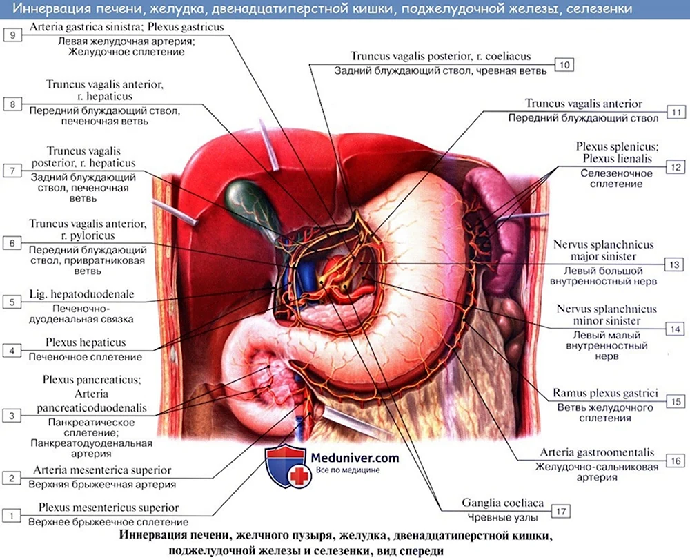 Анатомия желудка кровоснабжение иннервация