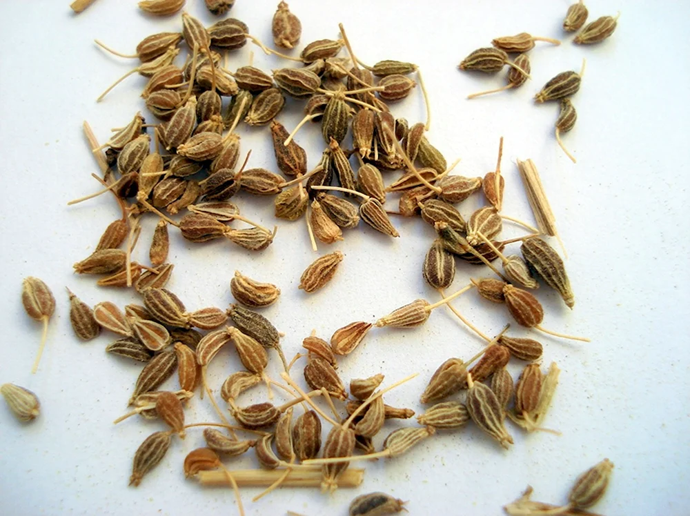 Анис обыкновенный семена
