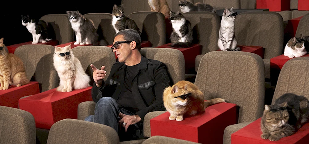 Антонио Бандерас Кадр в кинотеатре с котами