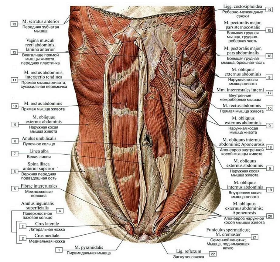 Апоневроз наружной косой мышцы живота латынь