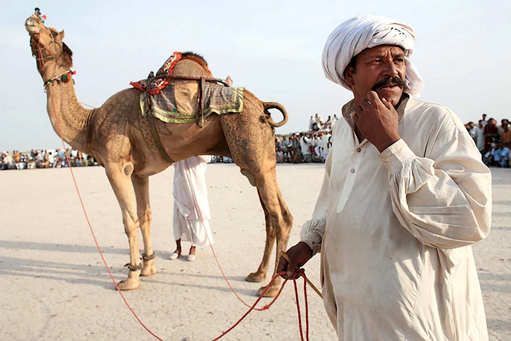 Араб на верблюде