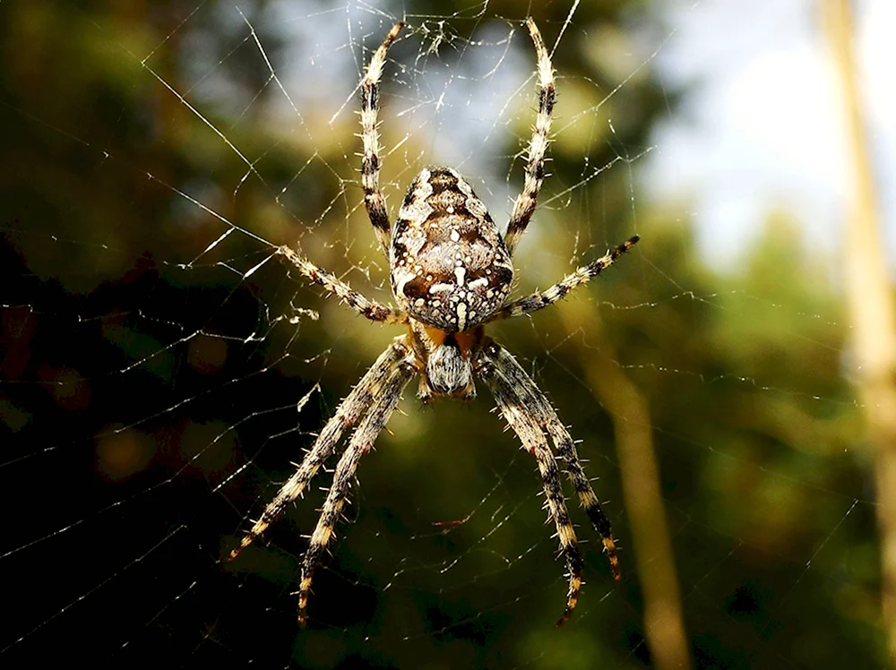 Araneus diadematus паук крестовик