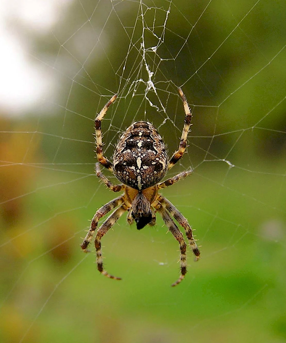 Araneus Quadratus Луговой крестовик