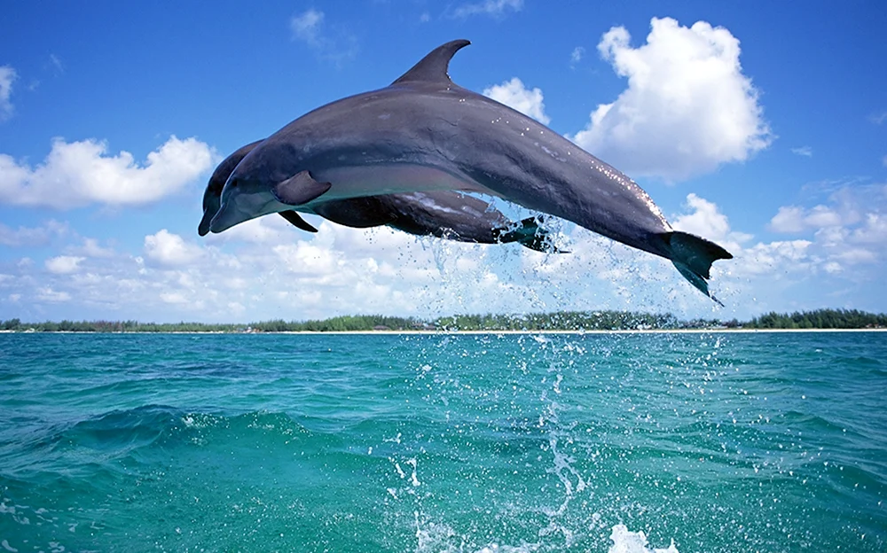 Аравийский Дельфин
