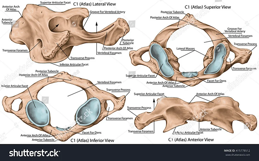 Атлас первый шейный позвонок