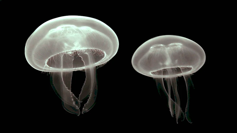 Aurelia Aurita медуза