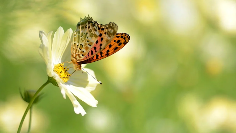 Бабочка природа солнце