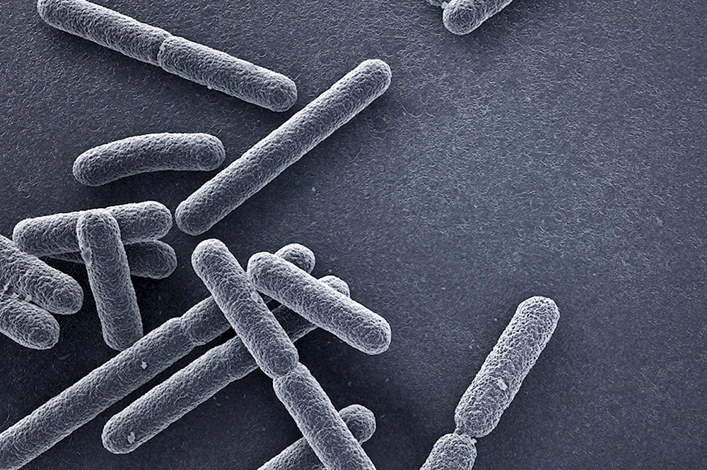 Бактерия кишечной палочки Escherichia coli