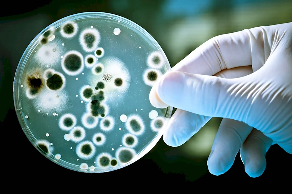 Бактериологическое биологическое оружие