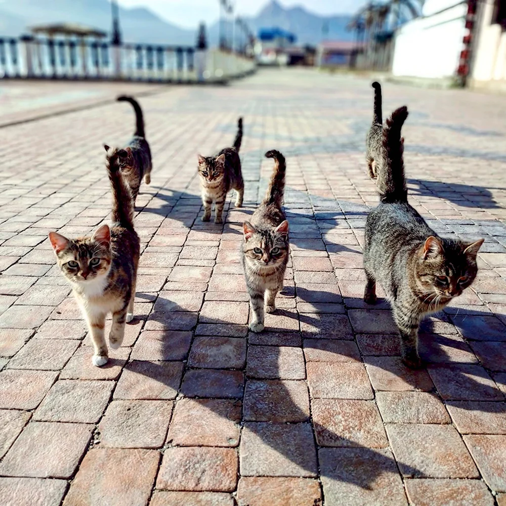 Банда котов