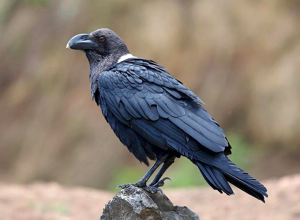 Бангайская ворона