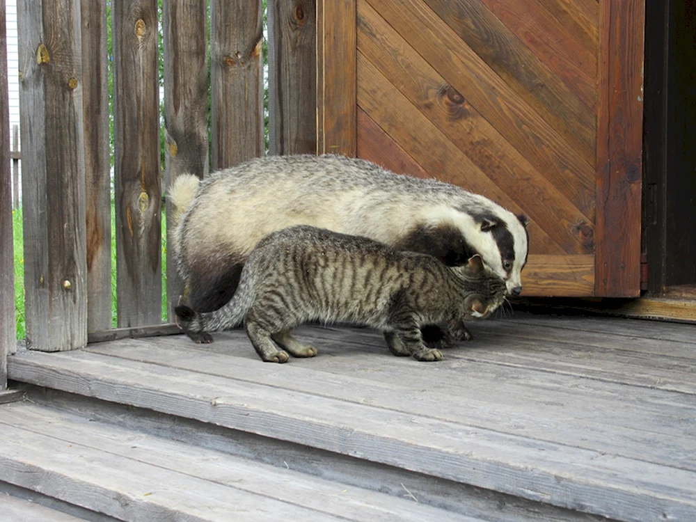 Барсук и кот