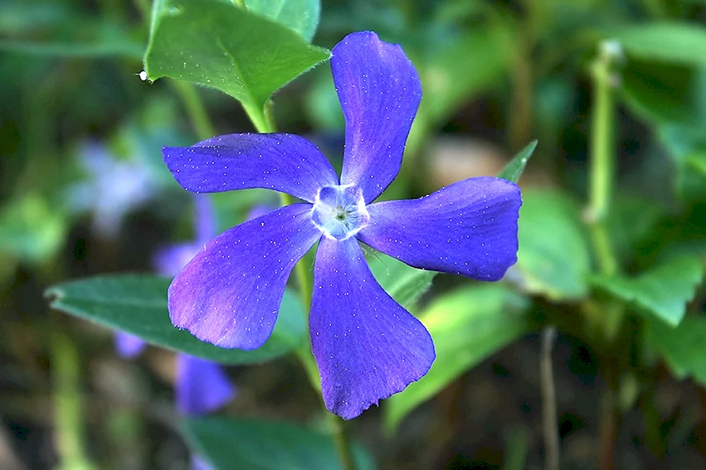 Барвинок большой Vinca Major