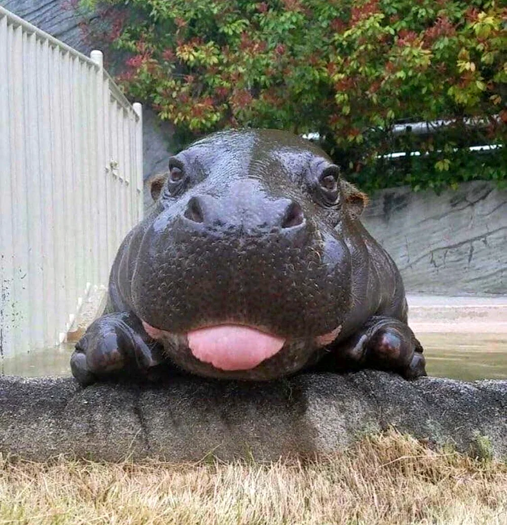 Бегемот Hippo