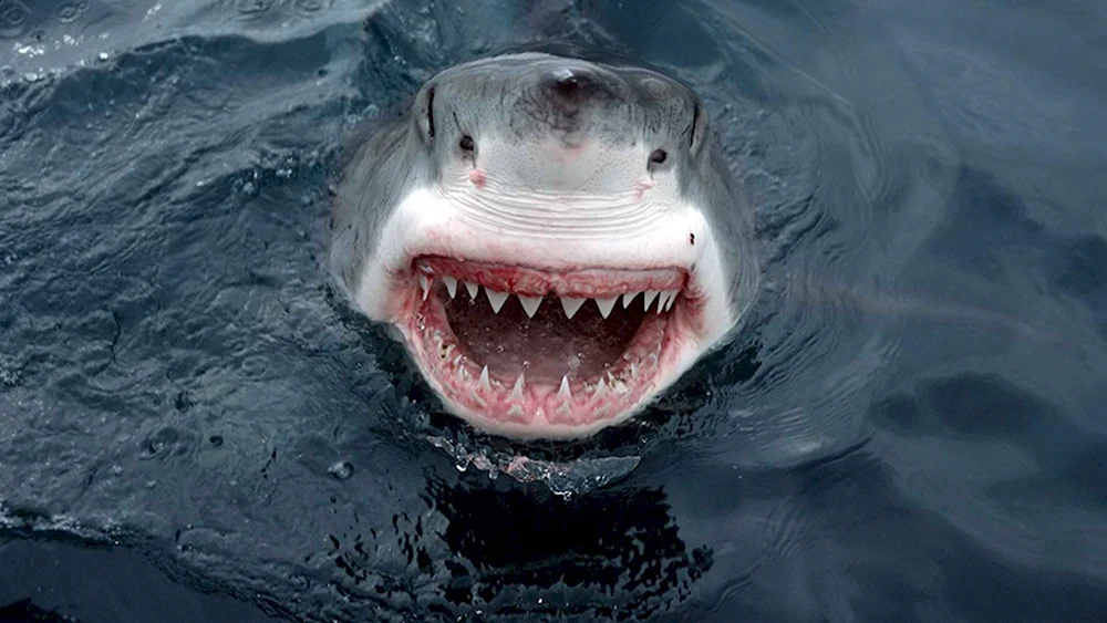 Белая акула людоед кархародон