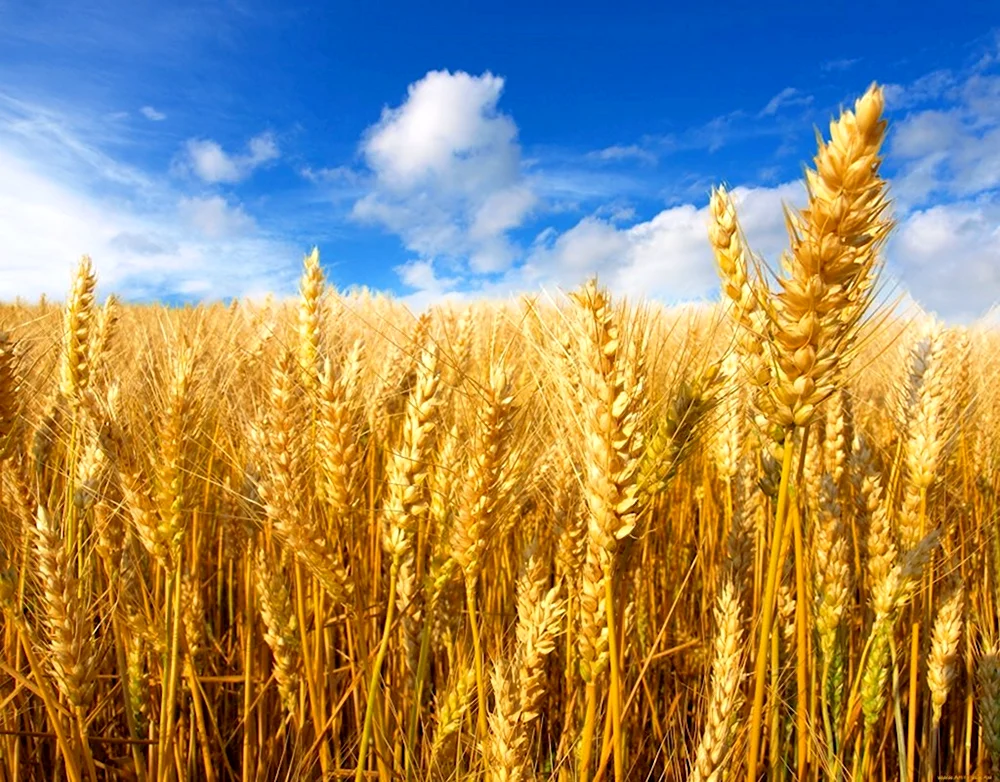 Беларус 10.25 пшеничное поле