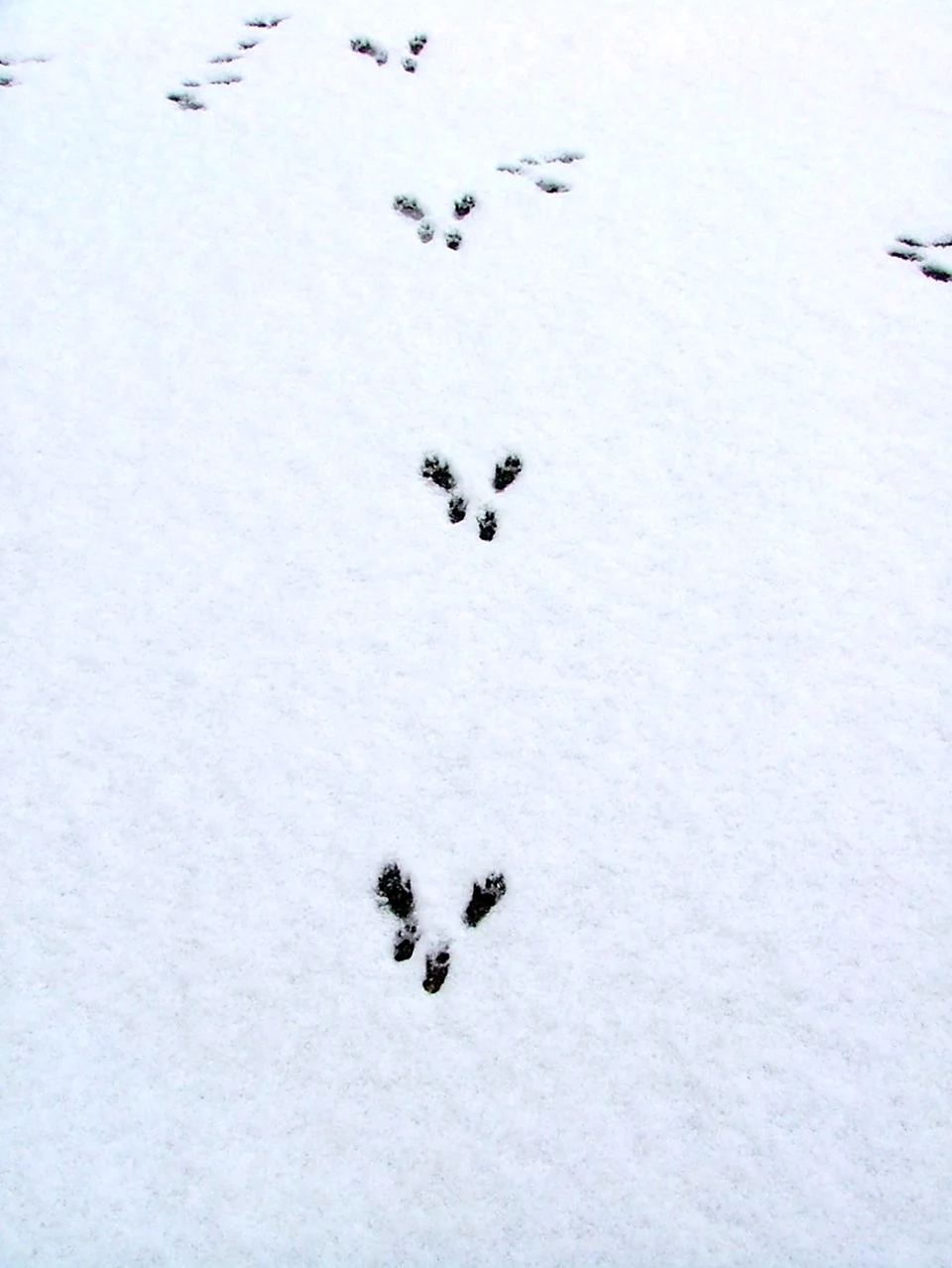 Беличьи следы на снегу