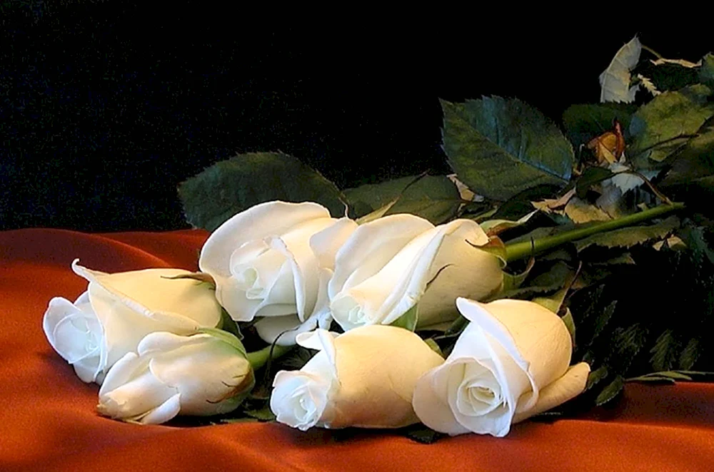 Белые розы доброй ночи