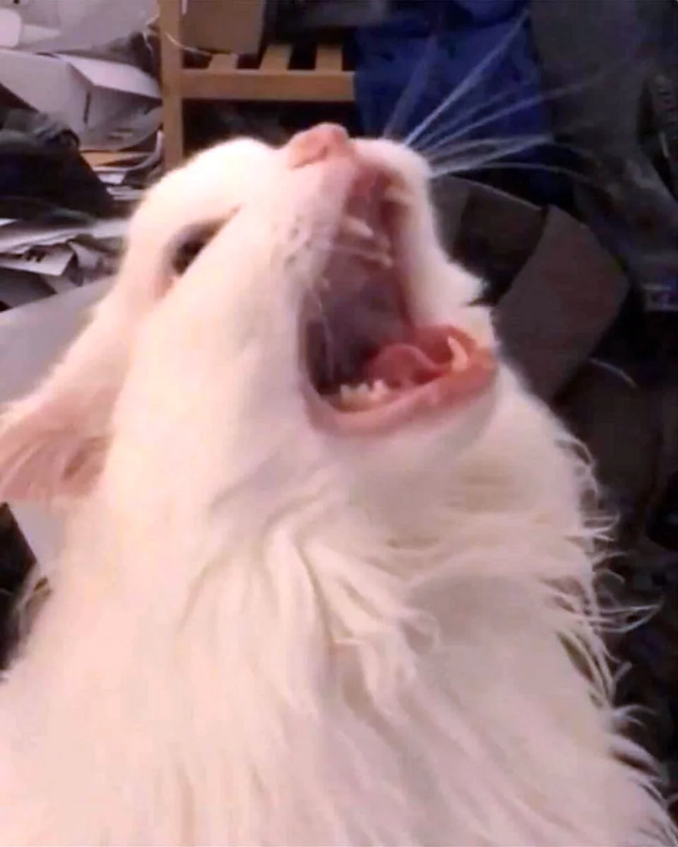 Белый кот кричит
