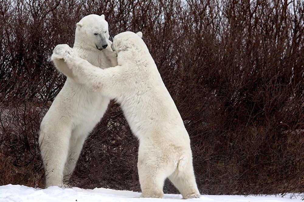 Белый медведь танцует