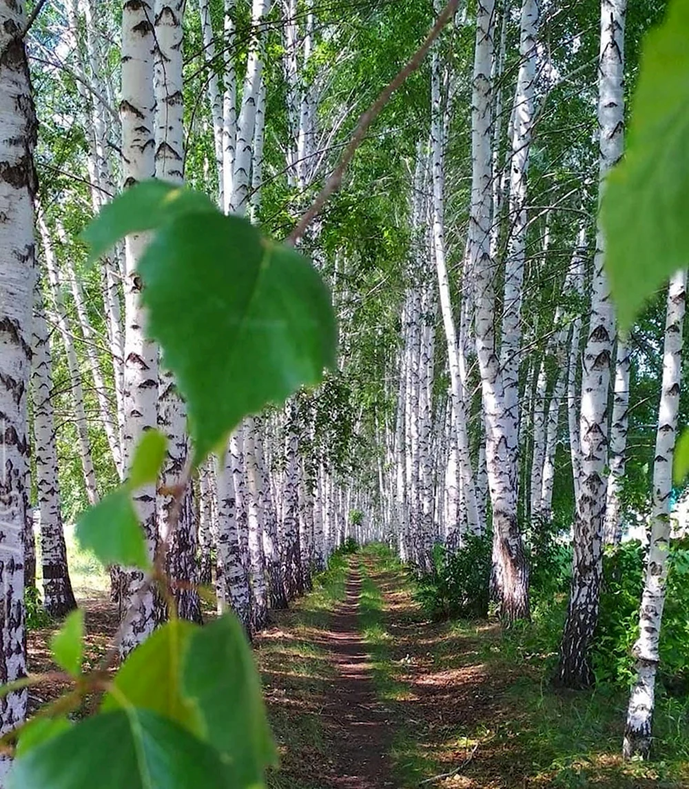 Березовые ситцы Есенина