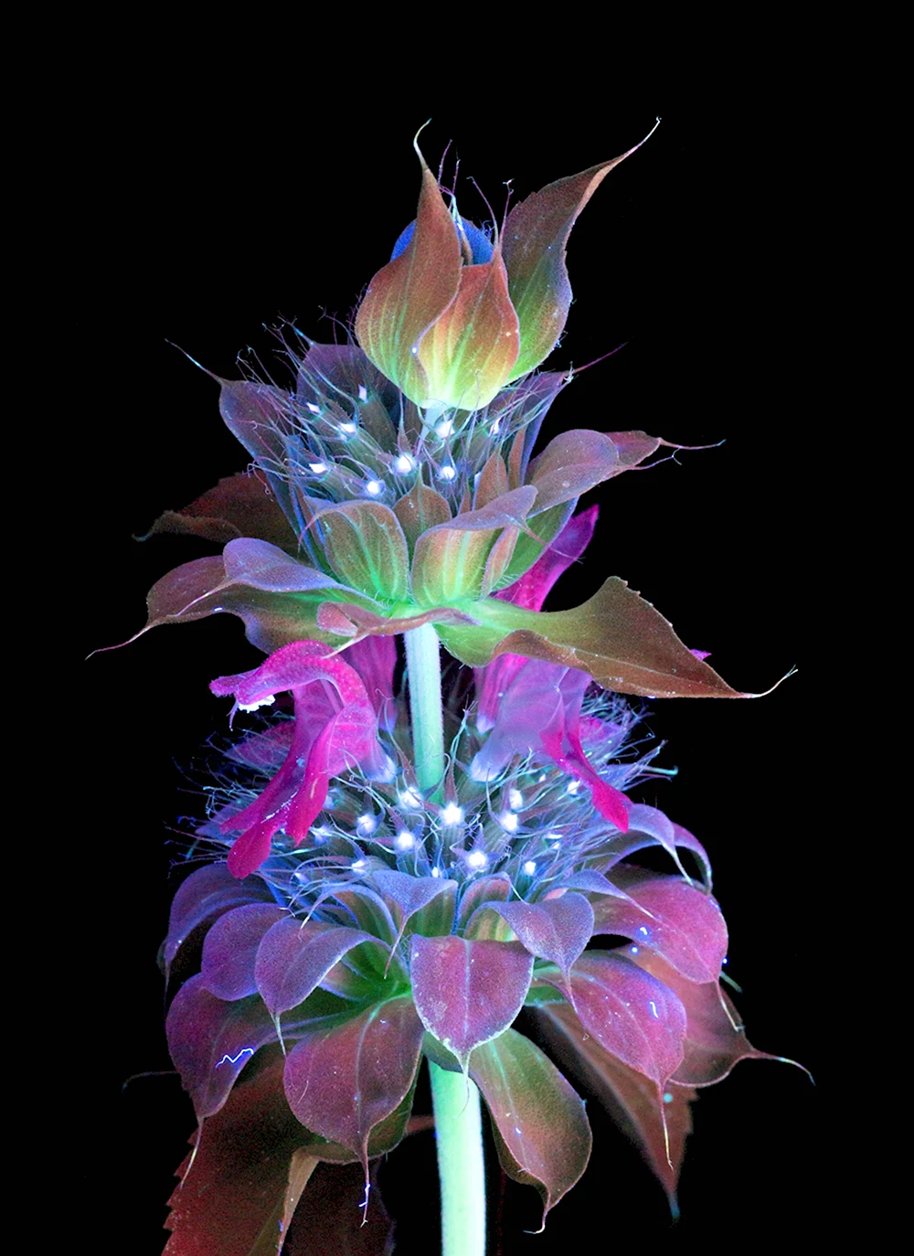 Берроуз цветы ультрафиолет