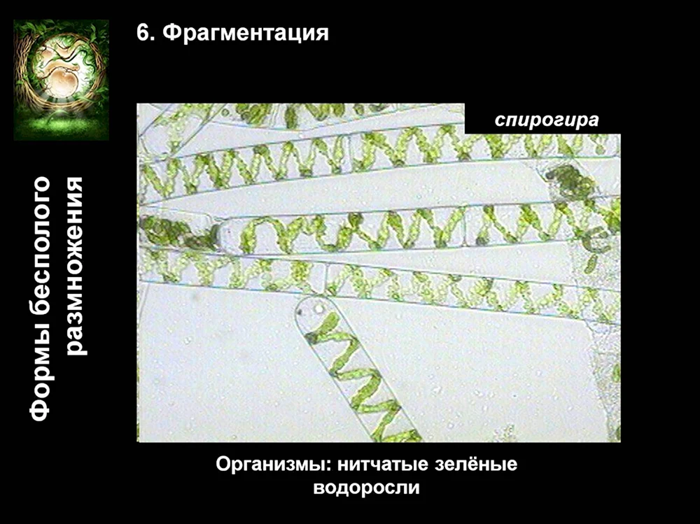 Бесполое размножение спирогиры фрагментация