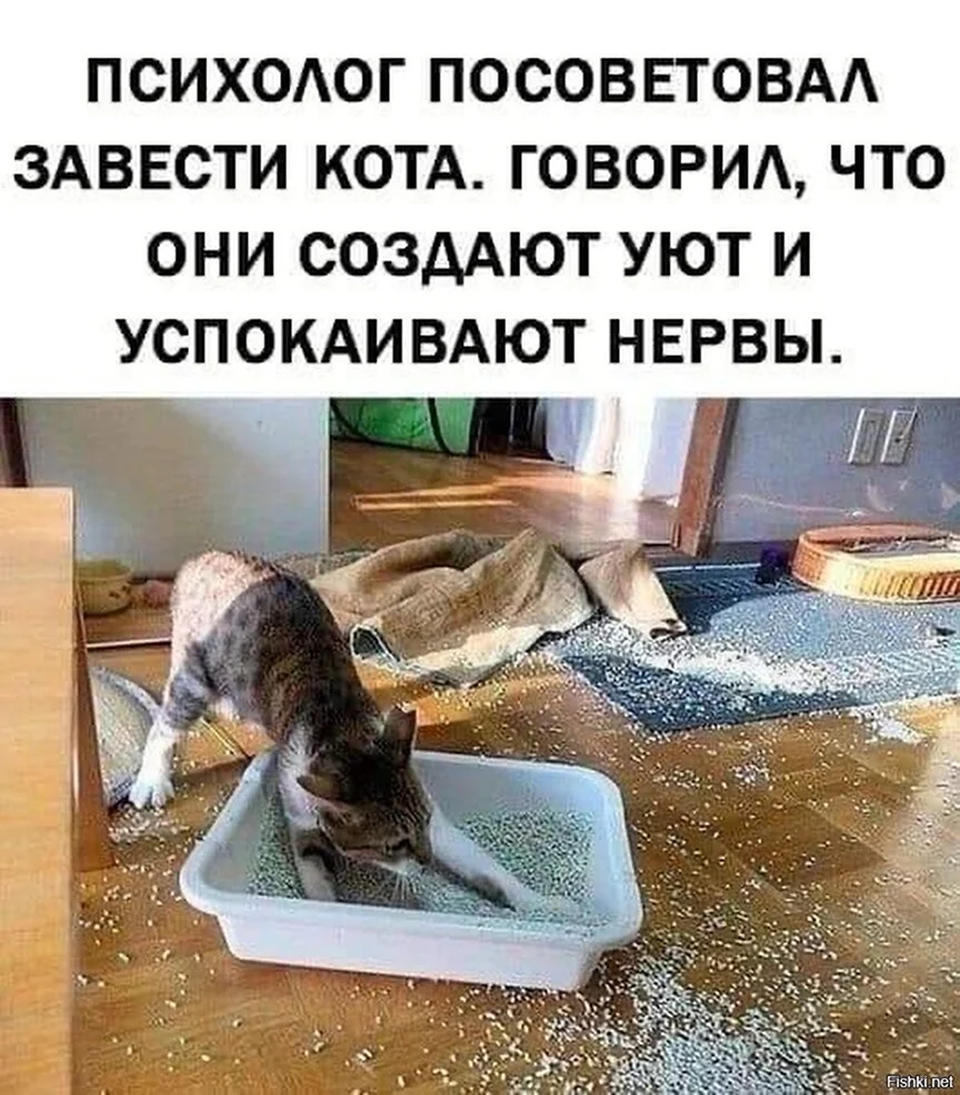 Без кота и жизнь не та