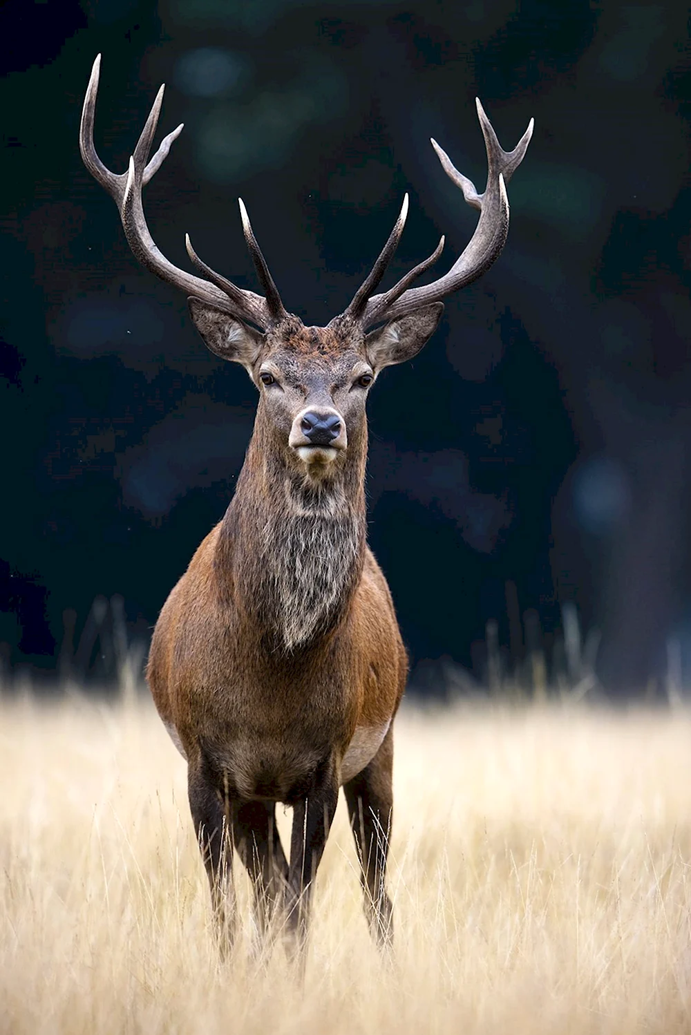 Благородный олень Cervus elaphus