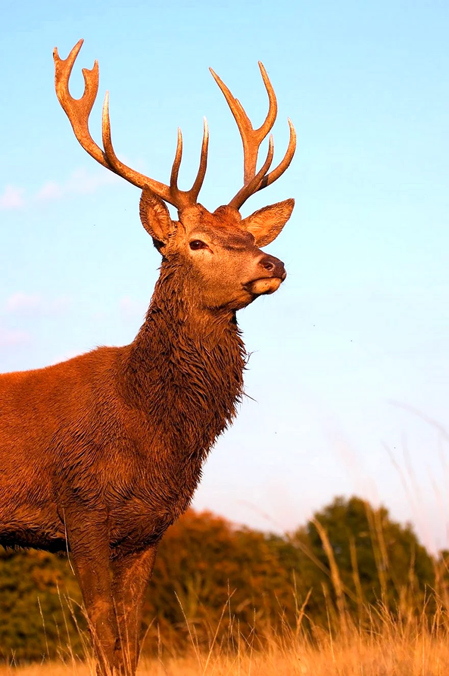 Благородный олень - Cervus elaphus l.