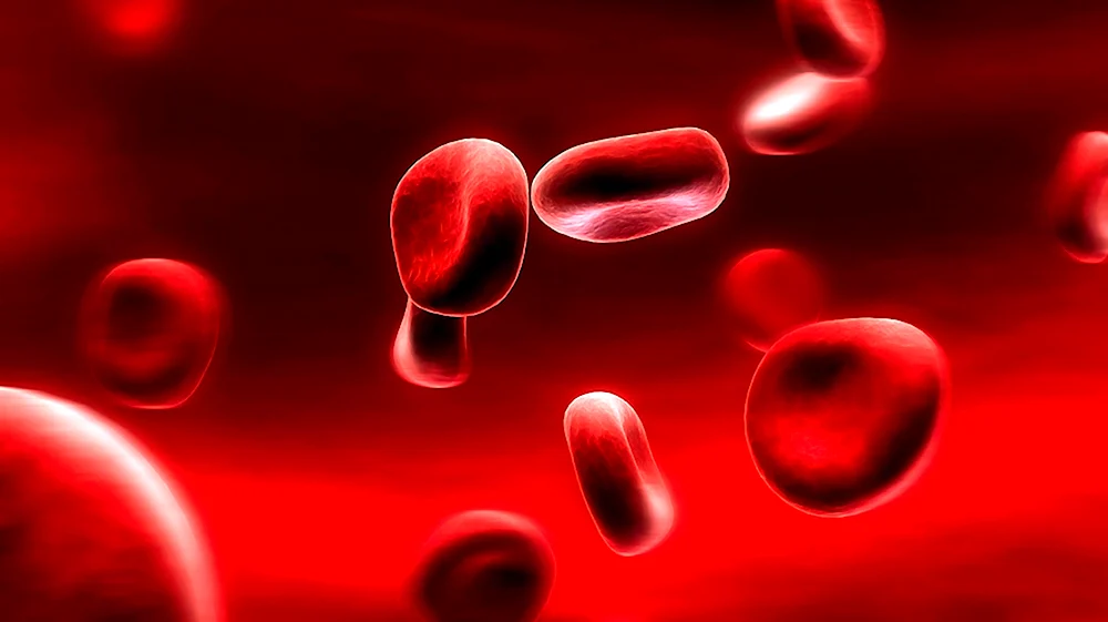Blood Cells эритроциты