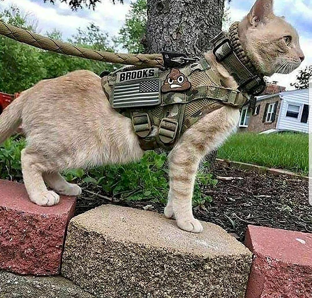 Боевой кот