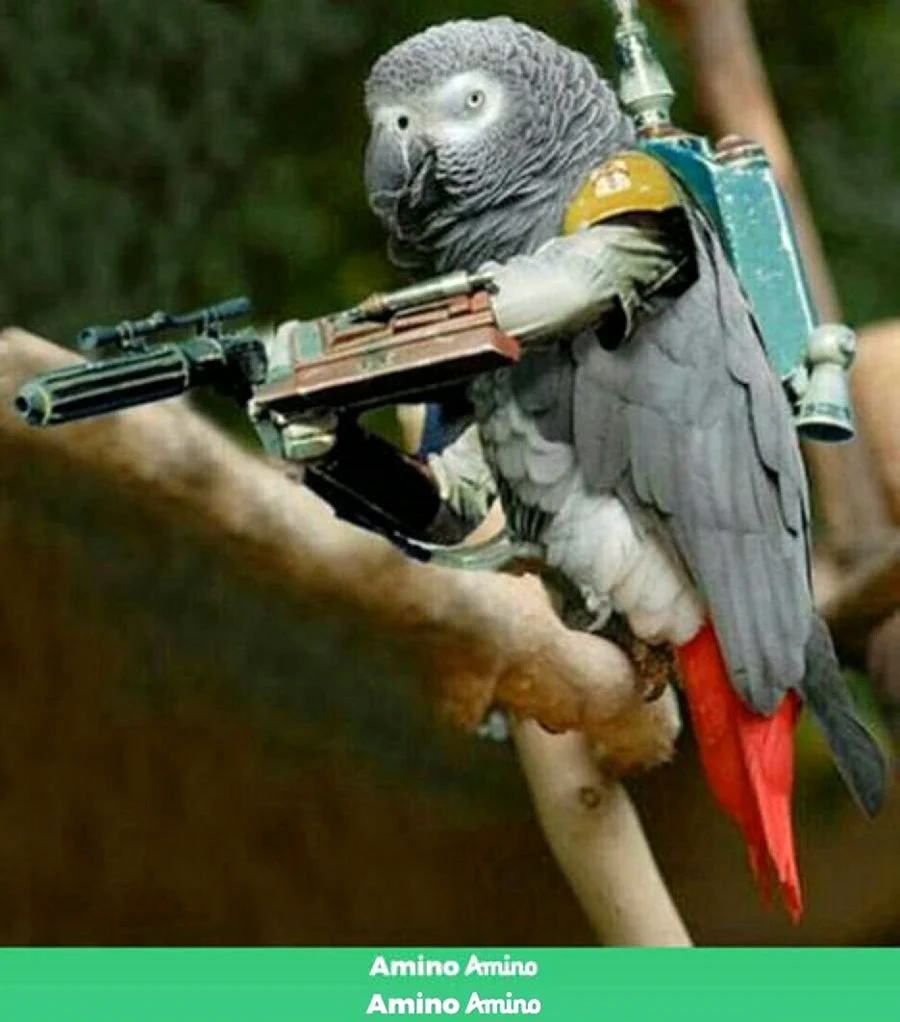 Боевой попугай