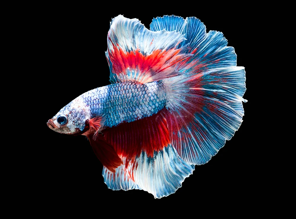 Бойцовая рыбка или петушок Betta splendens