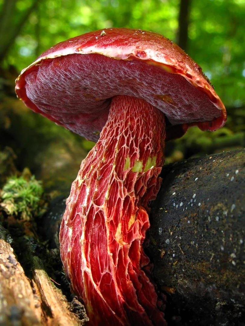 Boletus frostii