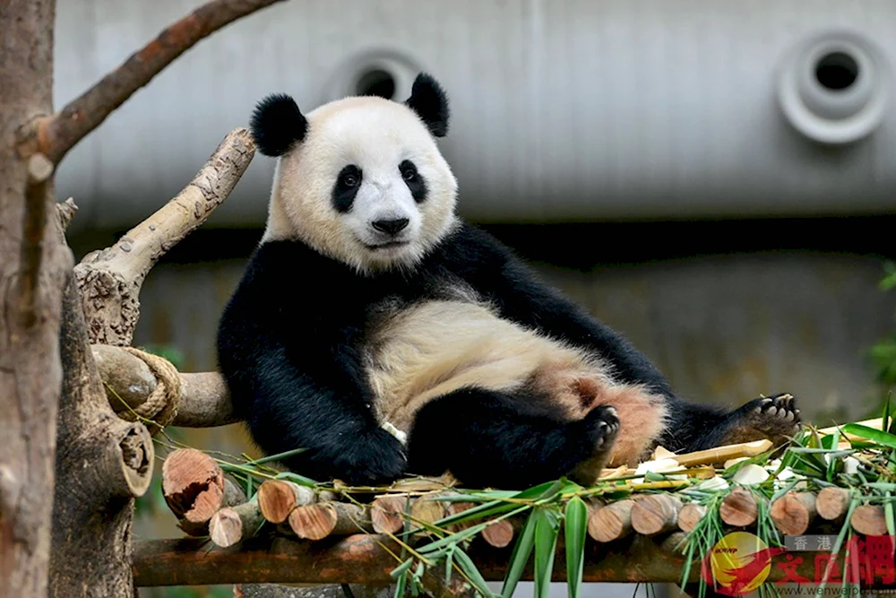 Большая Панда в Китае