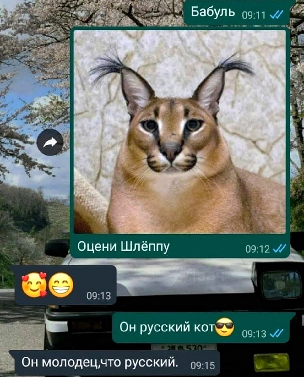 Большой русский кот