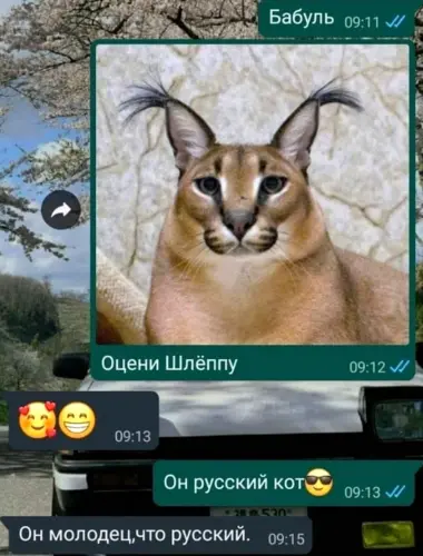 Большой русский кот