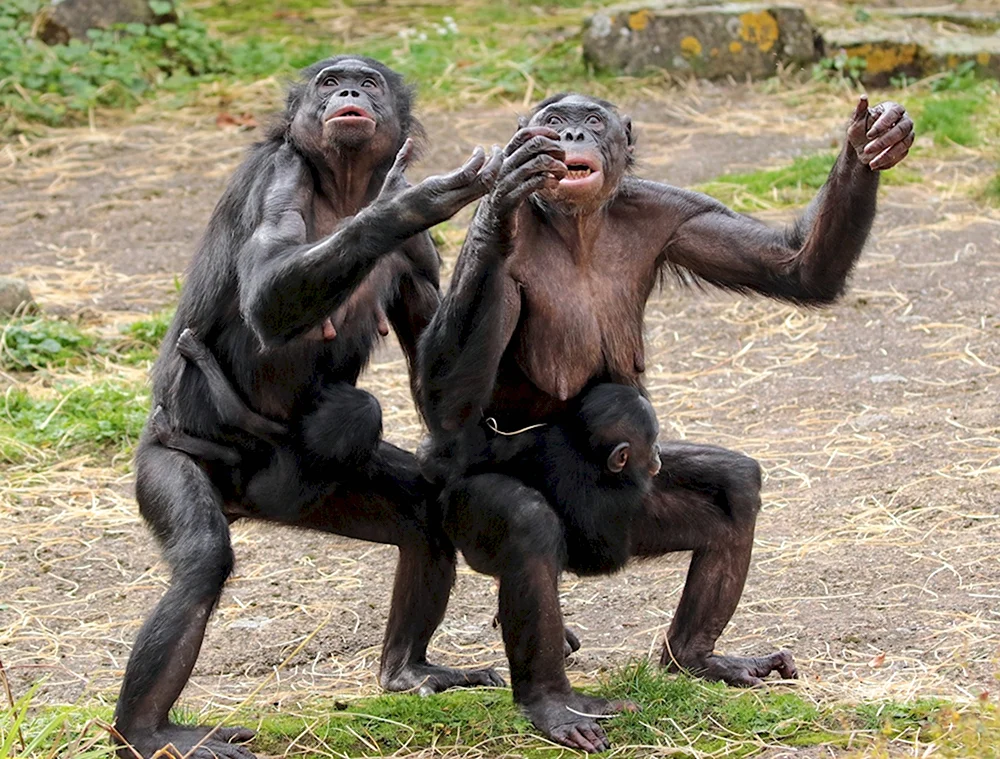 Бонобо в зоопарке