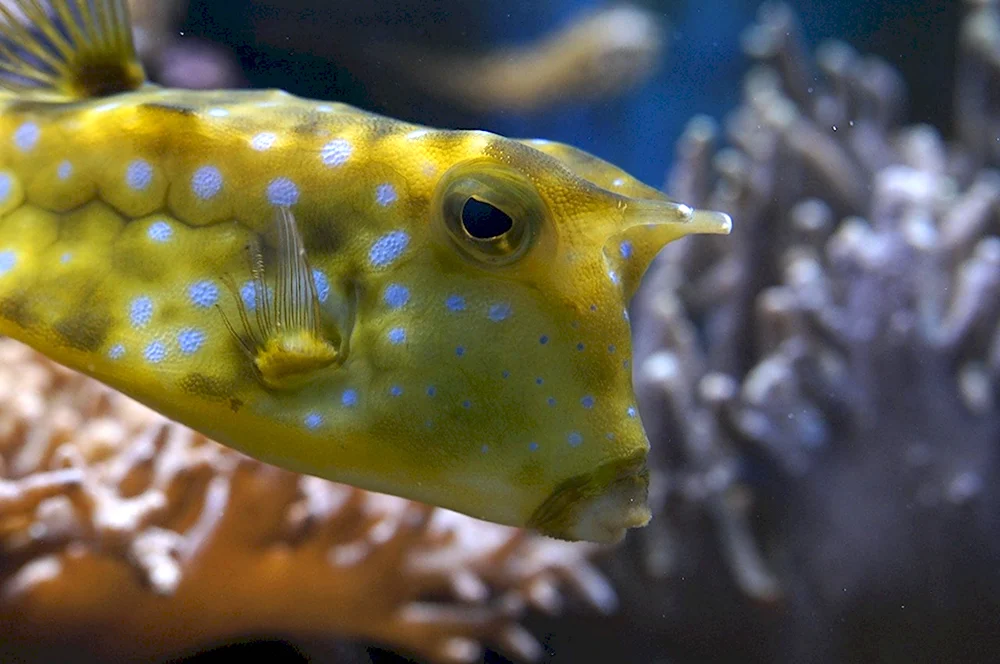 Boxfish рыба