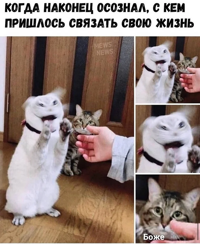 Боже Мем с котом