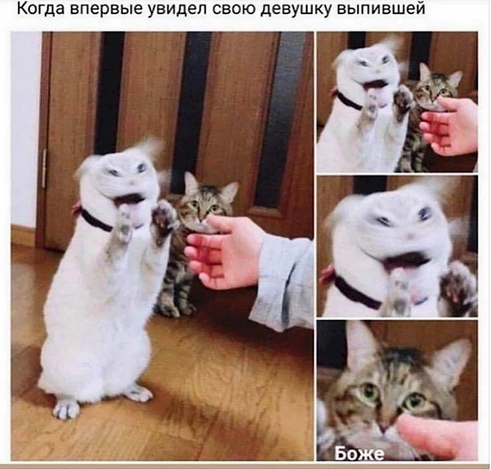 Боже Мем с котом