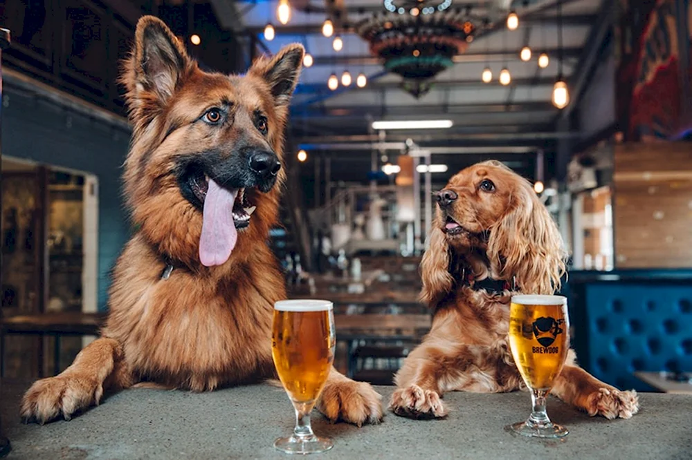 BREWDOG пиво для собак