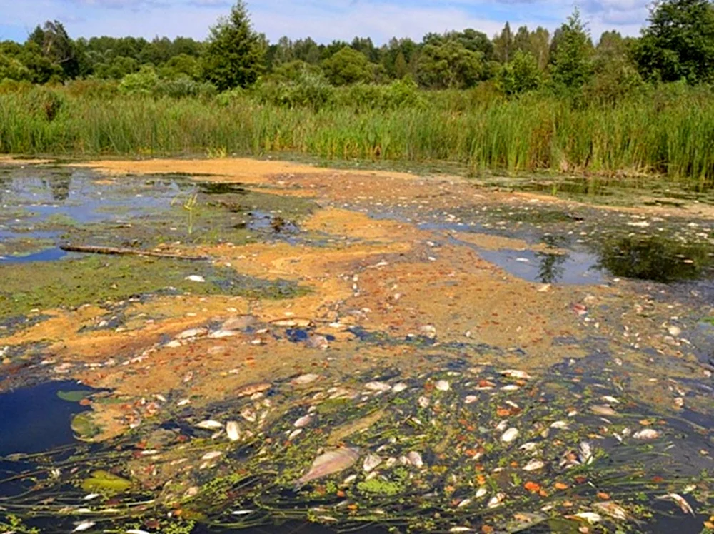 Брянская область река загрязненная