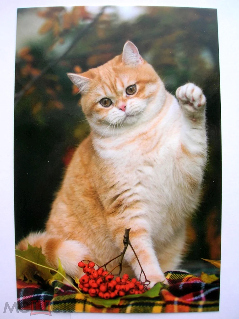 Британская короткошёрстная кошка рыжая